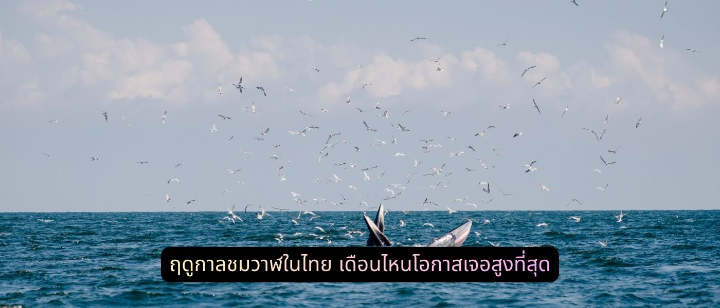 ฤดูกาลชมวาฬในไทย เดือนไหนโอกาสเจอสูงที่สุด
