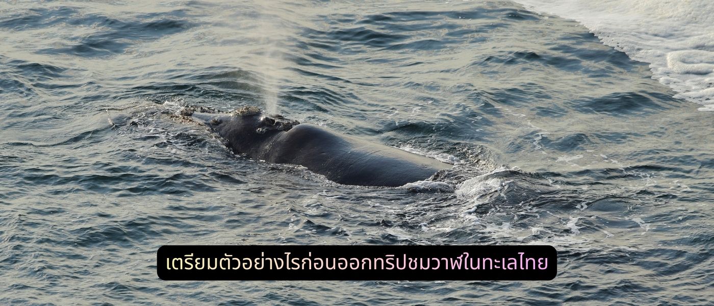 เตรียมตัวอย่างไรก่อนออกทริปชมวาฬในทะเลไทย