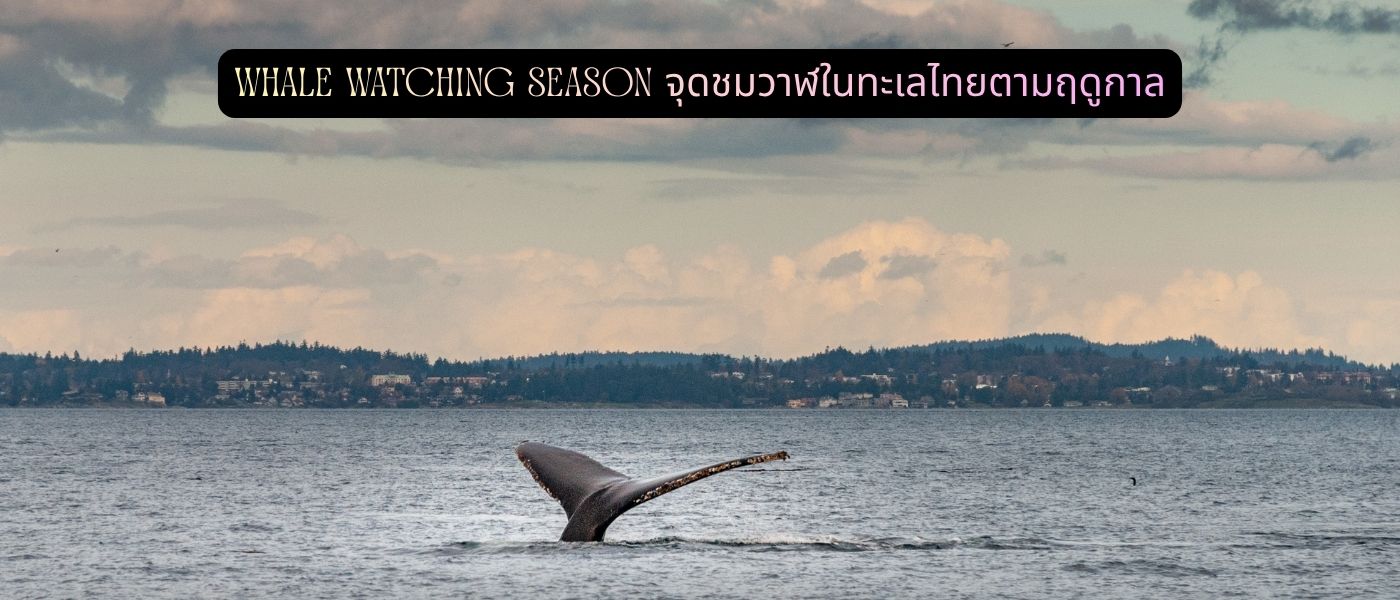 Whale Watching Season จุดชมวาฬในทะเลไทยตามฤดูกาล